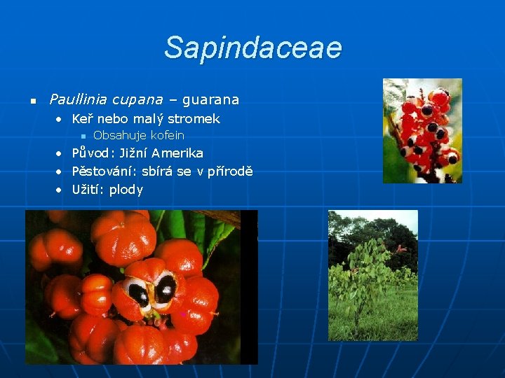 Sapindaceae n Paullinia cupana – guarana • Keř nebo malý stromek n Obsahuje kofein Sapindaceae n Paullinia cupana – guarana • Keř nebo malý stromek n Obsahuje kofein