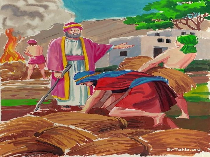 * La "paciencia de Dios" con la cizaña nos invita a rechazar las actitudes