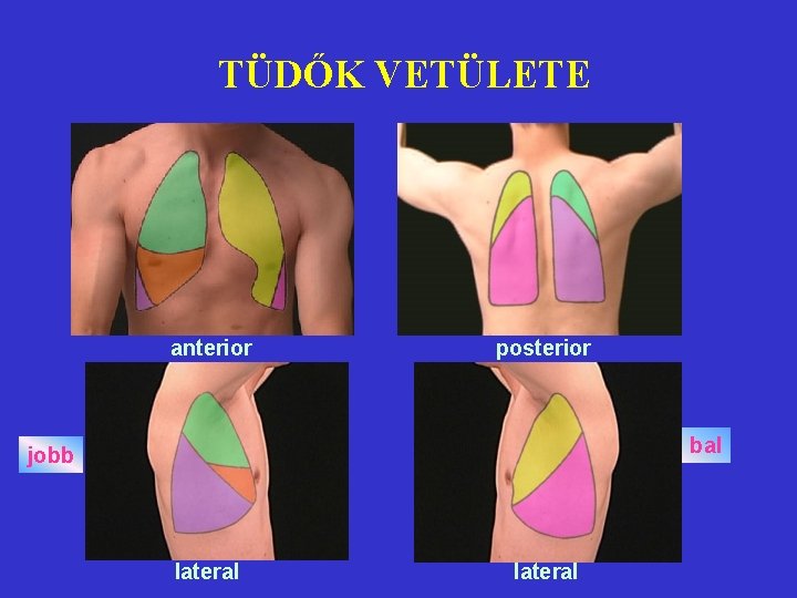 TÜDŐK VETÜLETE anterior posterior bal jobb lateral 