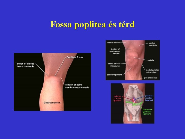 Fossa poplitea és térd 