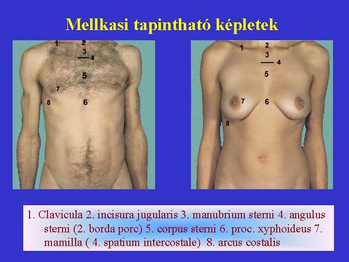 Mellkasi tapintható képletek 1. Clavicula 2. incisura jugularis 3. manubrium sterni 4. angulus sterni