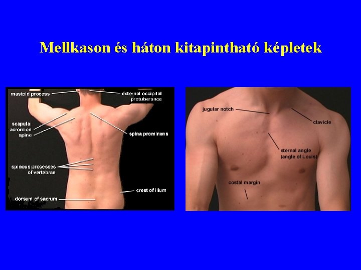 Mellkason és háton kitapintható képletek 