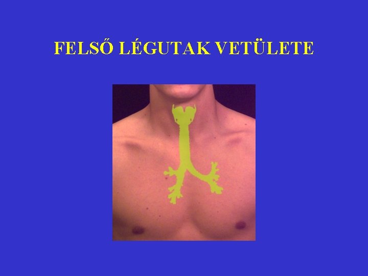 FELSŐ LÉGUTAK VETÜLETE 