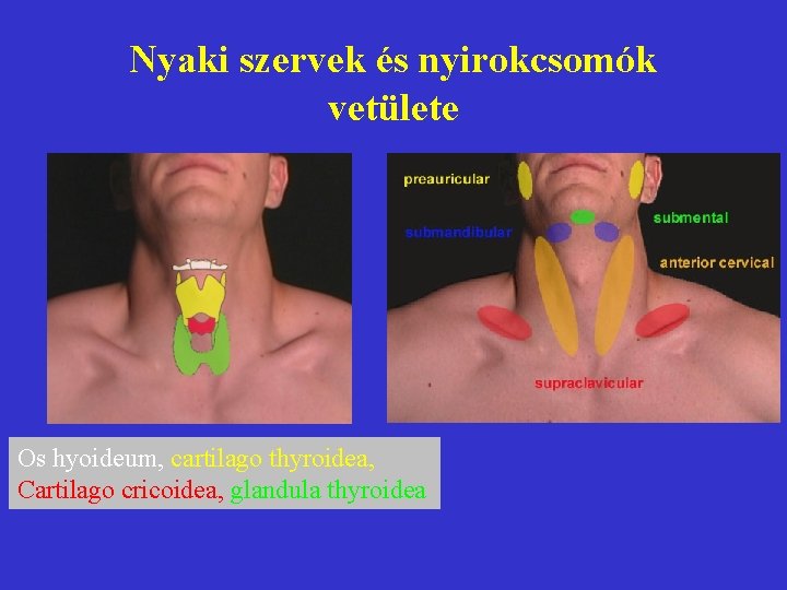 Nyaki szervek és nyirokcsomók vetülete Os hyoideum, cartilago thyroidea, Cartilago cricoidea, glandula thyroidea 