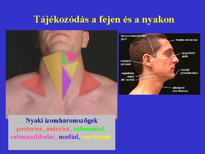 Tájékozódás a fejen és a nyakon Nyaki izomháromszögek posterior, anterior, submental, submandibular, medial, caroticum