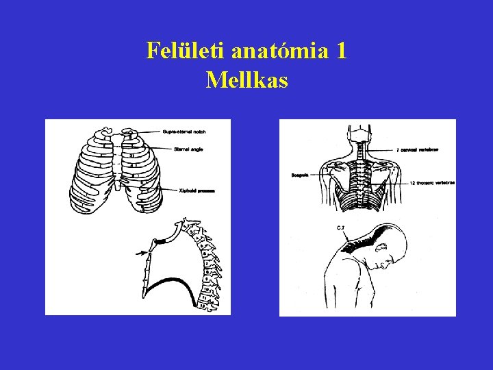 Felületi anatómia 1 Mellkas 