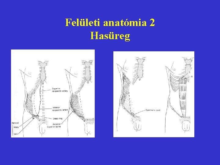 Felületi anatómia 2 Hasüreg 
