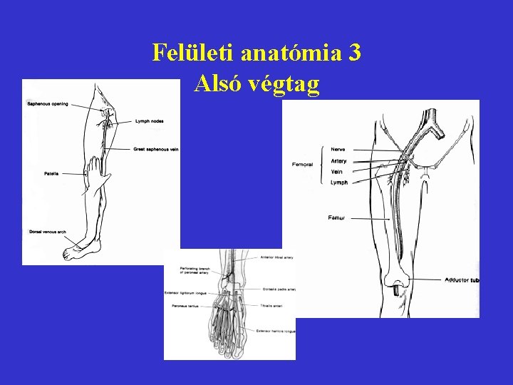 Felületi anatómia 3 Alsó végtag 