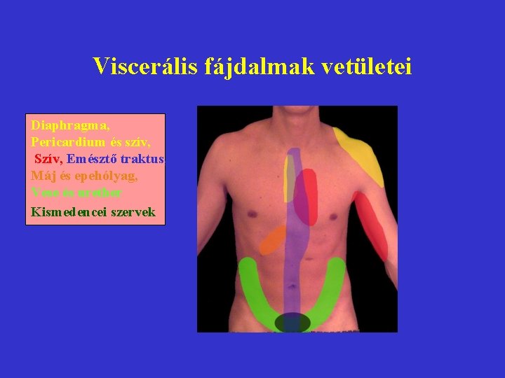 Viscerális fájdalmak vetületei Diaphragma, Pericardium és szív, Szív, Emésztő traktus, Máj és epehólyag, Vese