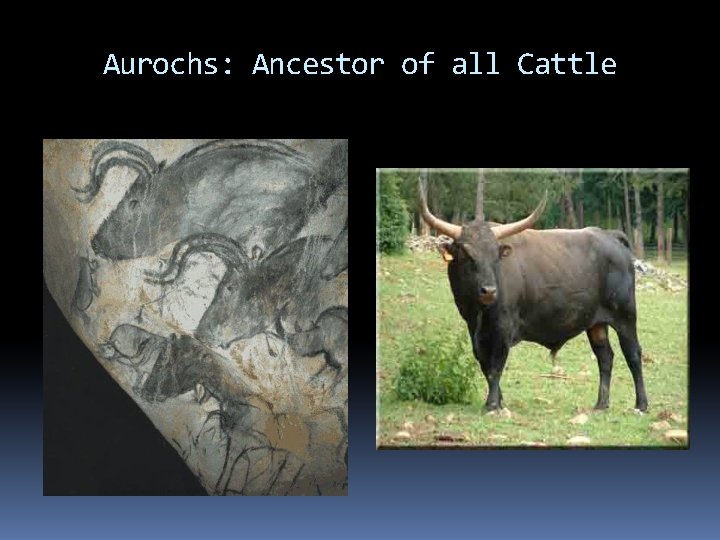 Aurochs: Ancestor of all Cattle 