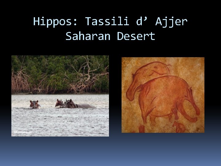 Hippos: Tassili d’ Ajjer Saharan Desert 