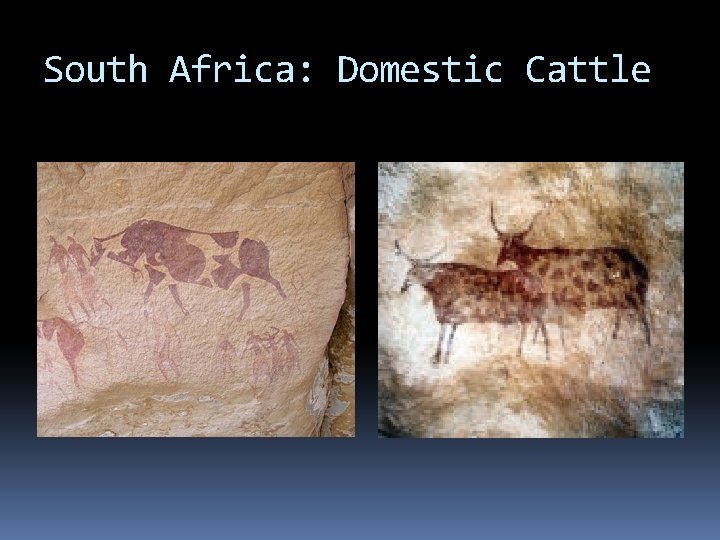 South Africa: Domestic Cattle 