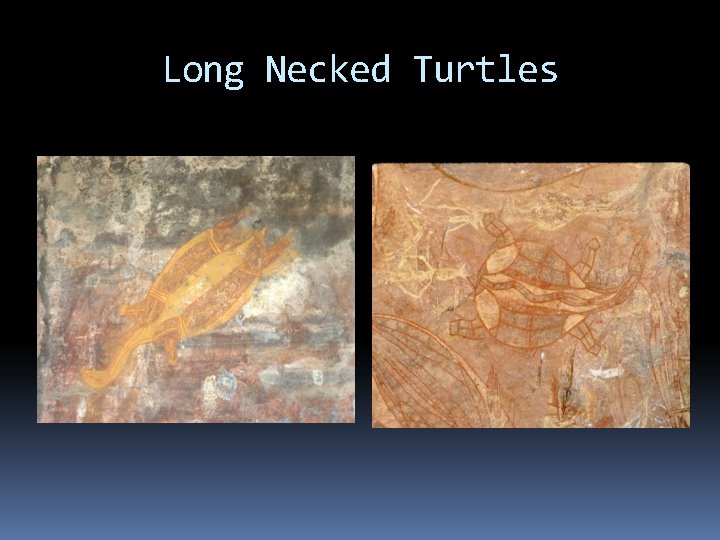 Long Necked Turtles 