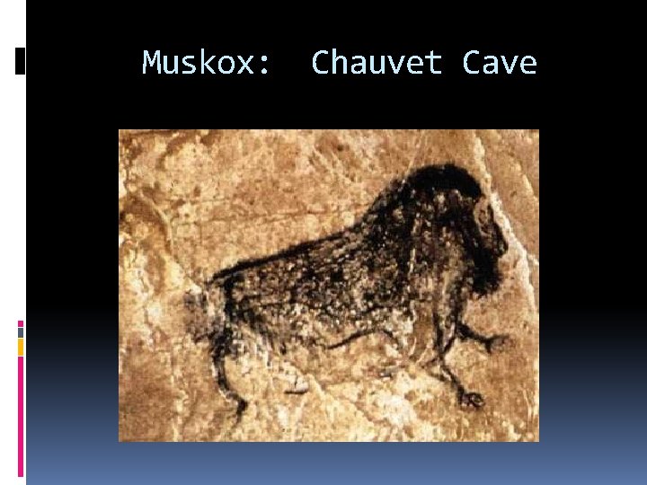 Muskox: Chauvet Cave 