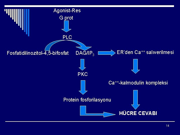 Agonist-Res G prot PLC Fosfatidilinozitol-4, 5 -bifosfat ER’den Ca++ salıverilmesi DAG/IP 3 PKC Ca++-kalmodulin