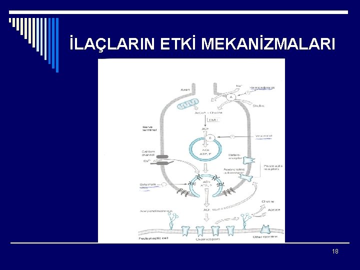 İLAÇLARIN ETKİ MEKANİZMALARI 18 