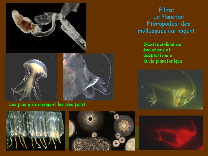 Films: - Le Plancton - Ptéropodes: des mollusques qui nagent D’extraordinaires évolutions et adaptations