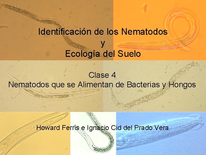 Identificación de los Nematodos y Ecología del Suelo Clase 4 Nematodos que se Alimentan