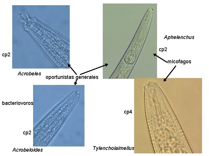 Aphelenchus cp 2 micofagos Acrobeles oportunistas generales bacteriovoros cp 4 cp 2 Acrobeloides Tylencholaimellus