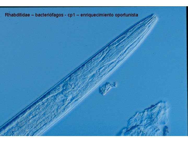 Rhabditidae – bacteriófagos - cp 1 – enriquecimiento oportunista 