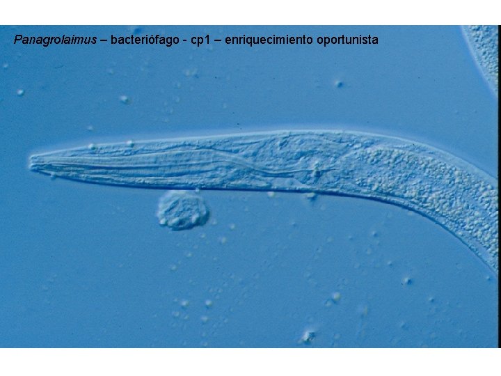 Panagrolaimus – bacteriófago - cp 1 – enriquecimiento oportunista 