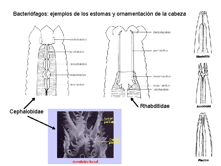 Bacteriófagos: ejemplos de los estomas y ornamentación de la cabeza Cephalobidae Rhabditidae 