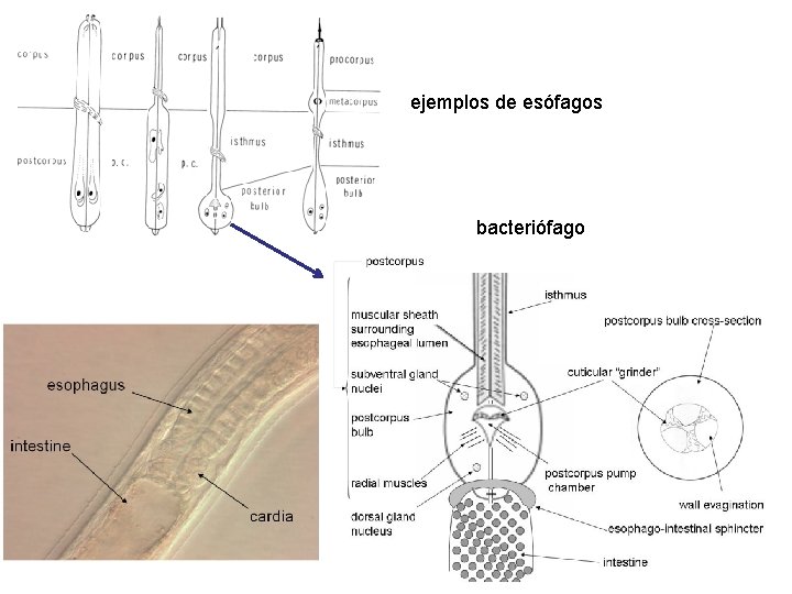 ejemplos de esófagos bacteriófago 