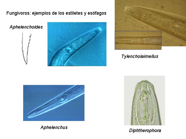 Fungivoros: ejemplos de los estiletes y esófagos Aphelenchoides Tylencholaimellus Aphelenchus Diphtherophora 