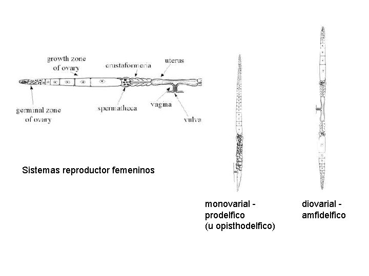 Sistemas reproductor femeninos monovarial prodelfico (u opisthodelfico) diovarial amfidelfico 