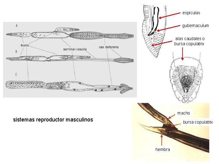 espiculas gubernaculum alas caudales o bursa copulatrix macho sistemas reproductor masculinos bursa copulatrix hembra