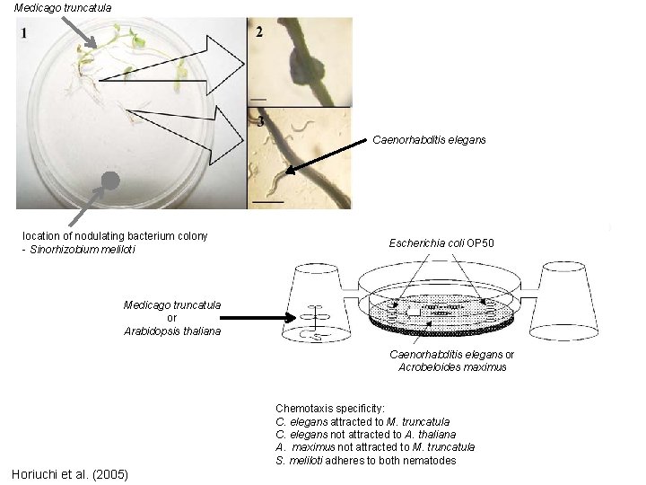 Medicago truncatula Caenorhabditis elegans location of nodulating bacterium colony - Sinorhizobium meliloti Escherichia coli