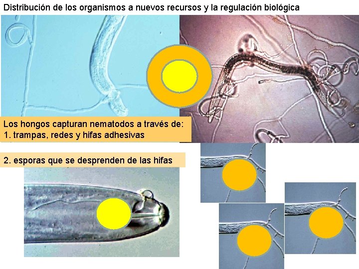 Distribución de los organismos a nuevos recursos y la regulación biológica Los hongos capturan