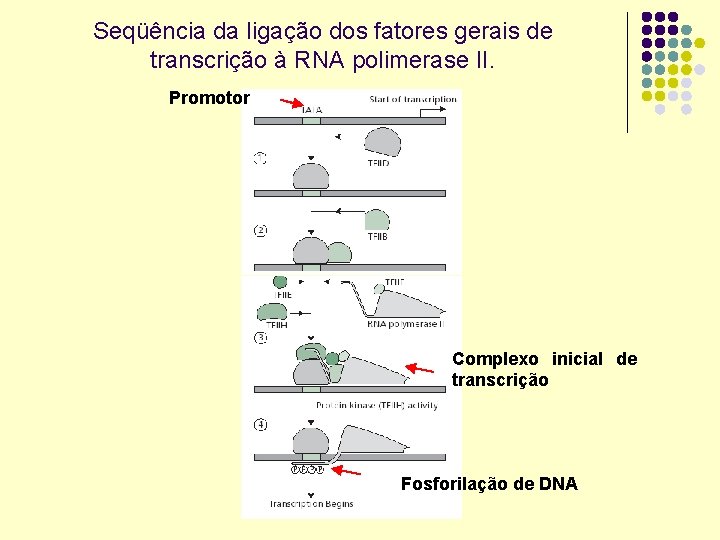 Seqüência da ligação dos fatores gerais de transcrição à RNA polimerase II. Promotor Complexo