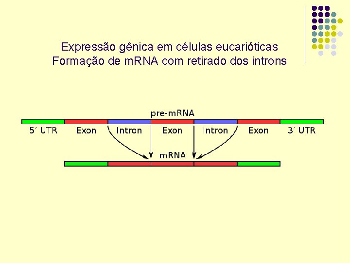 Expressão gênica em células eucarióticas Formação de m. RNA com retirado dos introns 