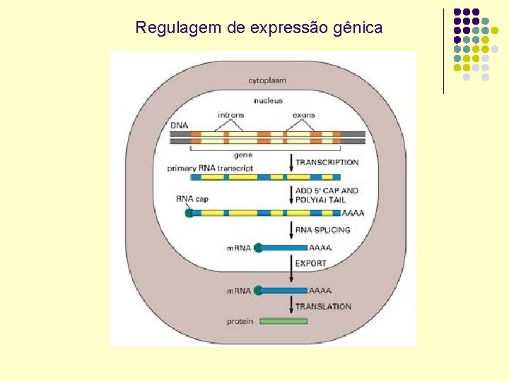 Regulagem de expressão gênica 