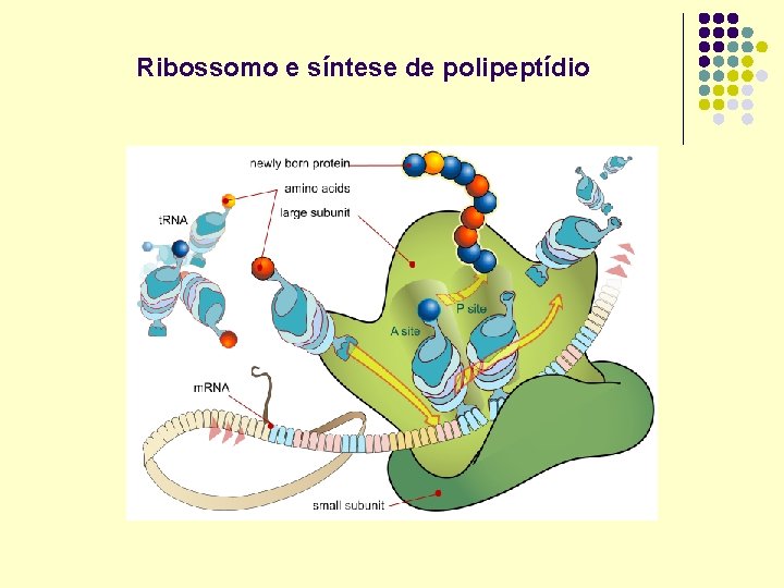 Ribossomo e síntese de polipeptídio 