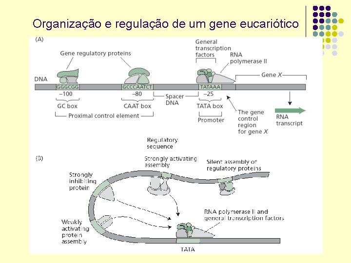 Organização e regulação de um gene eucariótico 
