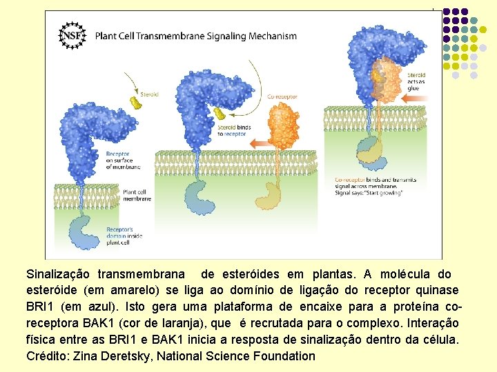 Sinalização transmembrana de esteróides em plantas. A molécula do esteróide (em amarelo) se liga