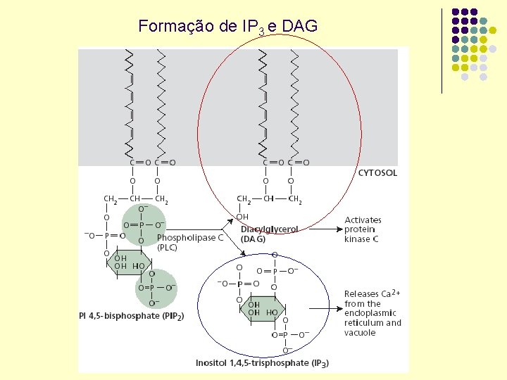 Formação de IP 3 e DAG 