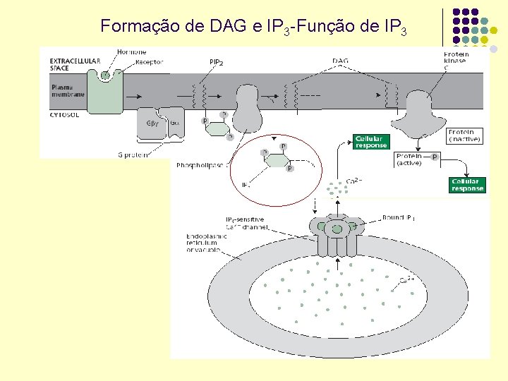 Formação de DAG e IP 3 -Função de IP 3 
