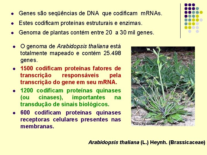l Genes são seqüências de DNA que codificam m. RNAs. l Estes codificam proteínas