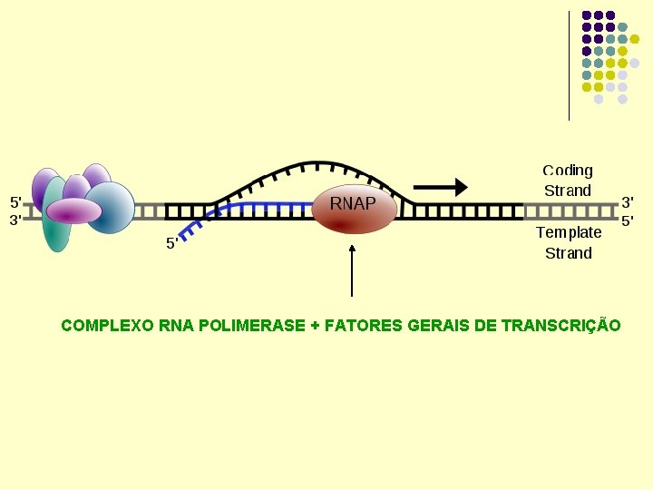 COMPLEXO RNA POLIMERASE + FATORES GERAIS DE TRANSCRIÇÃO 