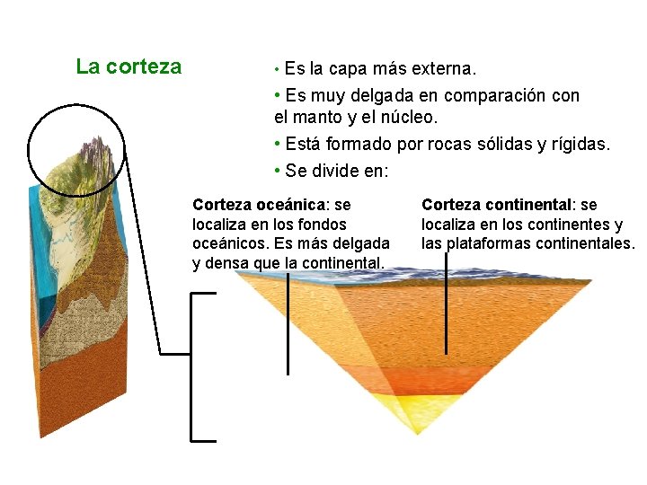 La corteza • Es la capa más externa. • Es muy delgada en comparación