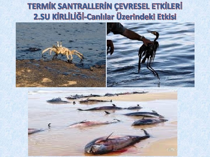 TERMİK SANTRALLERİN ÇEVRESEL ETKİLERİ 2. SU KİRLİLİĞİ-Canlılar Üzerindeki Etkisi 