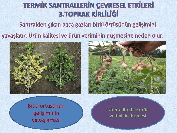TERMİK SANTRALLERİN ÇEVRESEL ETKİLERİ 3. TOPRAK KİRLİLİĞİ Santralden çıkan baca gazları bitki örtüsünün gelişimini