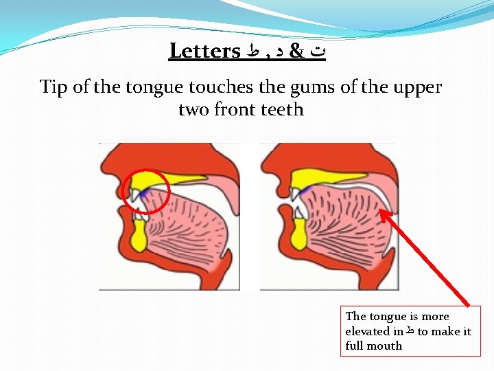 Letters ﻁ , ﺕ & ﺩ Tip of the tongue touches the gums of