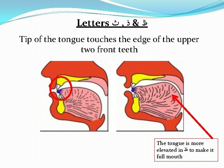 Letters ﺙ , ﻅ & ﺫ Tip of the tongue touches the edge of