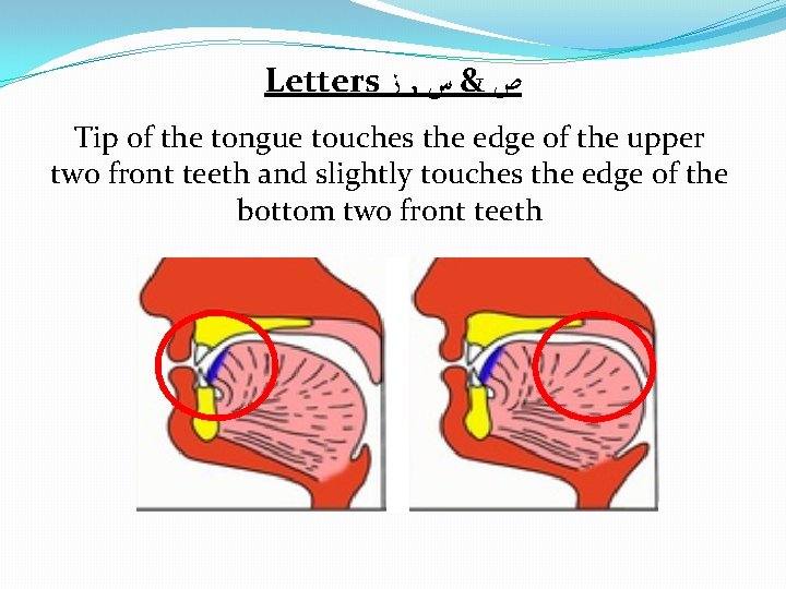 Letters ﺯ , ﺹ & ﺱ Tip of the tongue touches the edge of