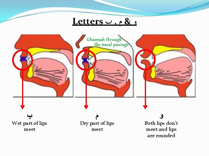 Letters ﺏ , ﻭ & ﻡ ﺏ ﻡ ﻭ Wet part of lips meet