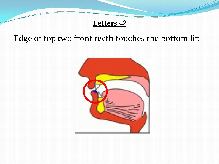 Letters ﻑ Edge of top two front teeth touches the bottom lip 